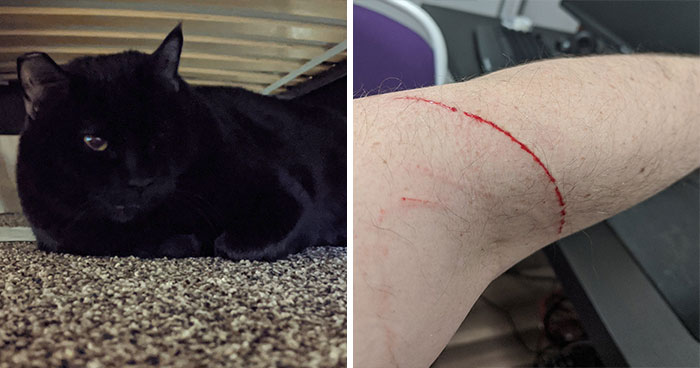 30 Funny “Co-Worker” Updates From People Working From Home