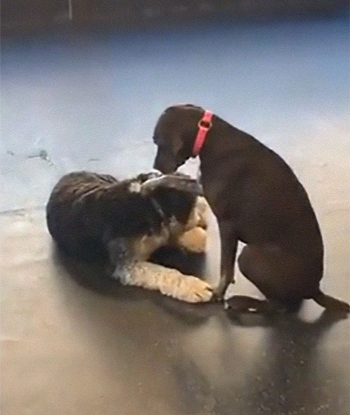 Adorable Dog Insists On Petting Other Dogs At Daycare, And The Confused Pups Just Accept It Adorable Dog Insists On Petting Other Dogs At Daycare, And The Confused Pups Just Accept It