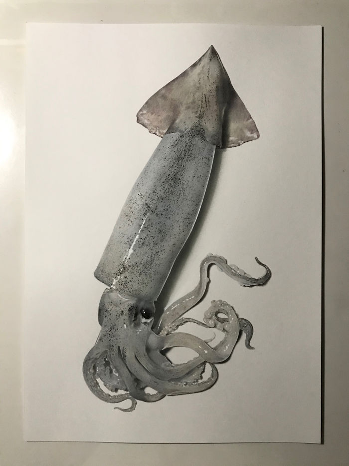 Japanese Artist Creates Incredibly Realistic Drawing Of A Squid That Looks Like A High-Resolution Photograph