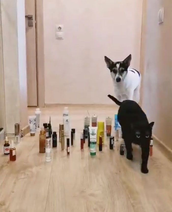 This Viral Challenge Shows How Differently Cats And Dogs Deal With Obstacles In Their Way This Viral Challenge Shows How Differently Cats And Dogs Deal With Obstacles In Their Way