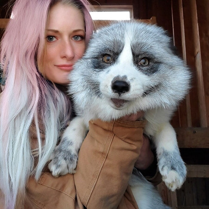 This Sneaky Fox Steals A Woman's Phone, Runs Away While It's Still Recording, Tries To Bury It This Sneaky Fox Steals A Woman's Phone, Runs Away While It's Still Recording, Tries To Bury It