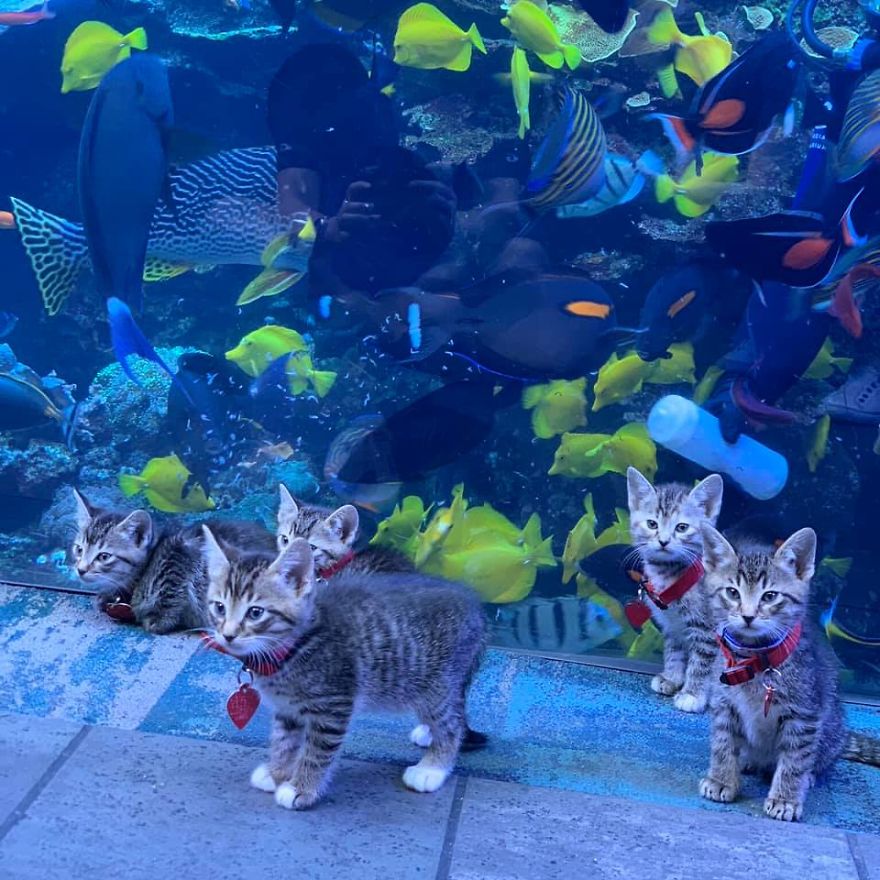 These Kittens And Pups Got To Explore A Giant Aquarium And It's Probably What We All Need In These Dark Times (32 Pics) These Kittens And Pups Got To Explore A Giant Aquarium And It's Probably What We All Need In These Dark Times (32 Pics)