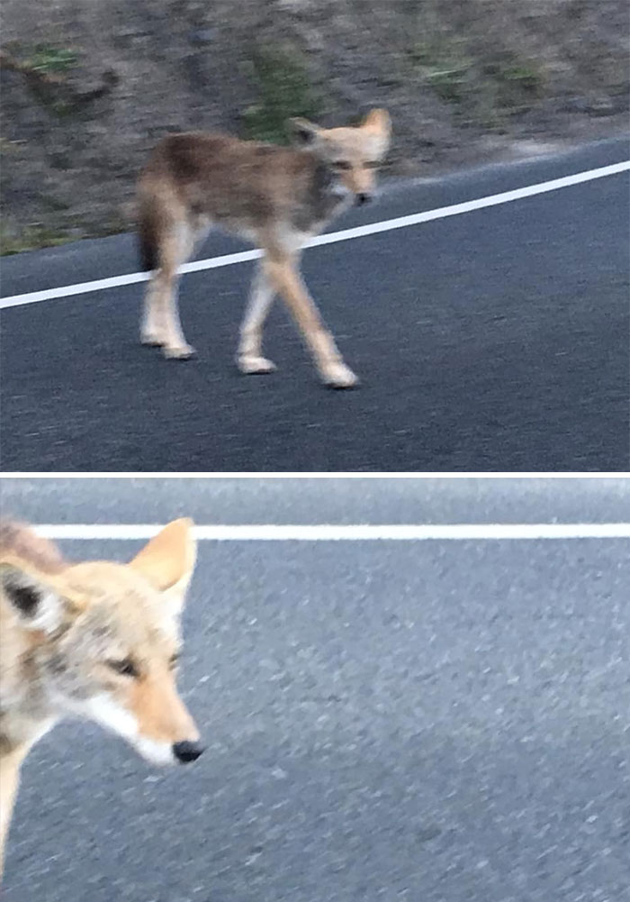 As You Can See I Did A Great Job Getting The Road Line In Focus, Which Was Challenging With That Coyote In The Way