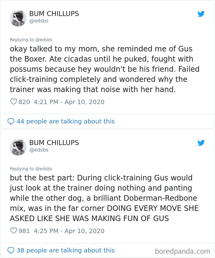 Dumbest-Dogs-Funny-Fails