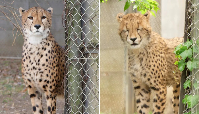 These 20 Animals Show How Exactly We Look Without Contact Lenses