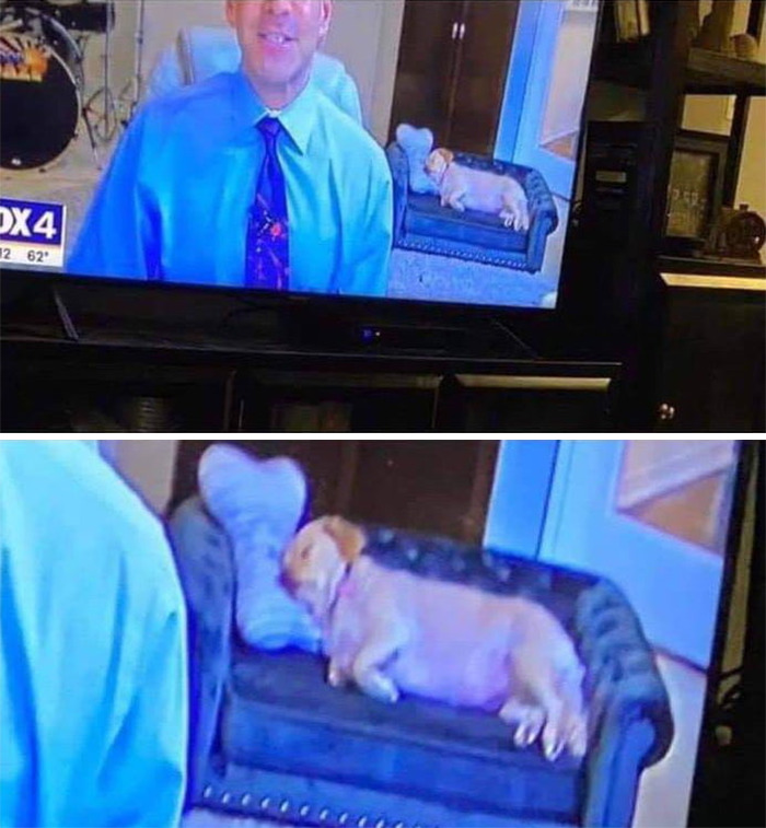 Weatherman Brightens Up People’s Days By Letting His Pets Hang Out In The Background During Broadcasts Weatherman Brightens Up People’s Days By Letting His Pets Hang Out In The Background During Broadcasts