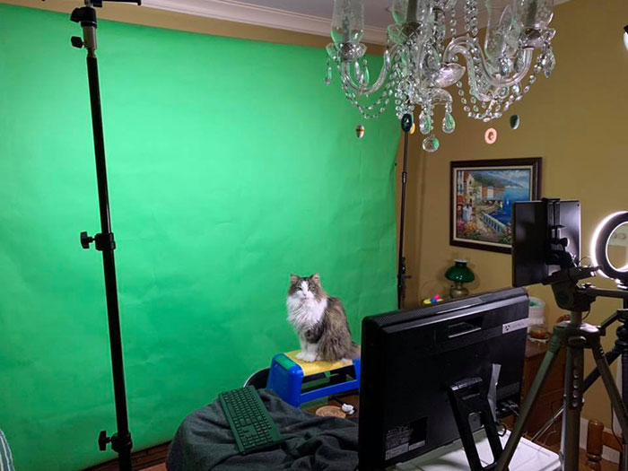 This Weatherman Starts Working From Home, Goes Viral After Cat Joins His Broadcast This Weatherman Starts Working From Home, Goes Viral After Cat Joins His Broadcast