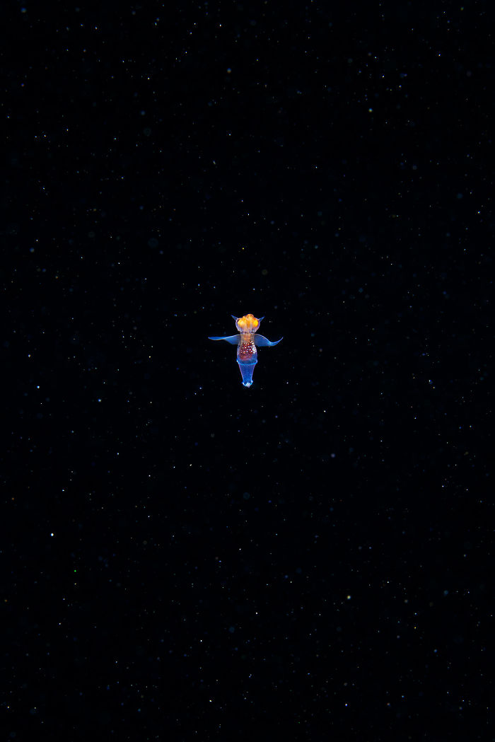 &ldquo;This Isn&rsquo;t CGI&rdquo;: Video Of A Real-Life Creature Known As A Sea Angel Hovering Under Ice In The White Sea Goes Viral