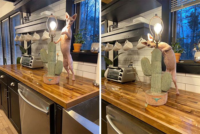 Couldn’t Leave The Goodwill Without This Cactus Lamp. What A Masterpiece My Cat’s Name Is Nami. She’s A Meowdel. You Can Find Her On Instagram