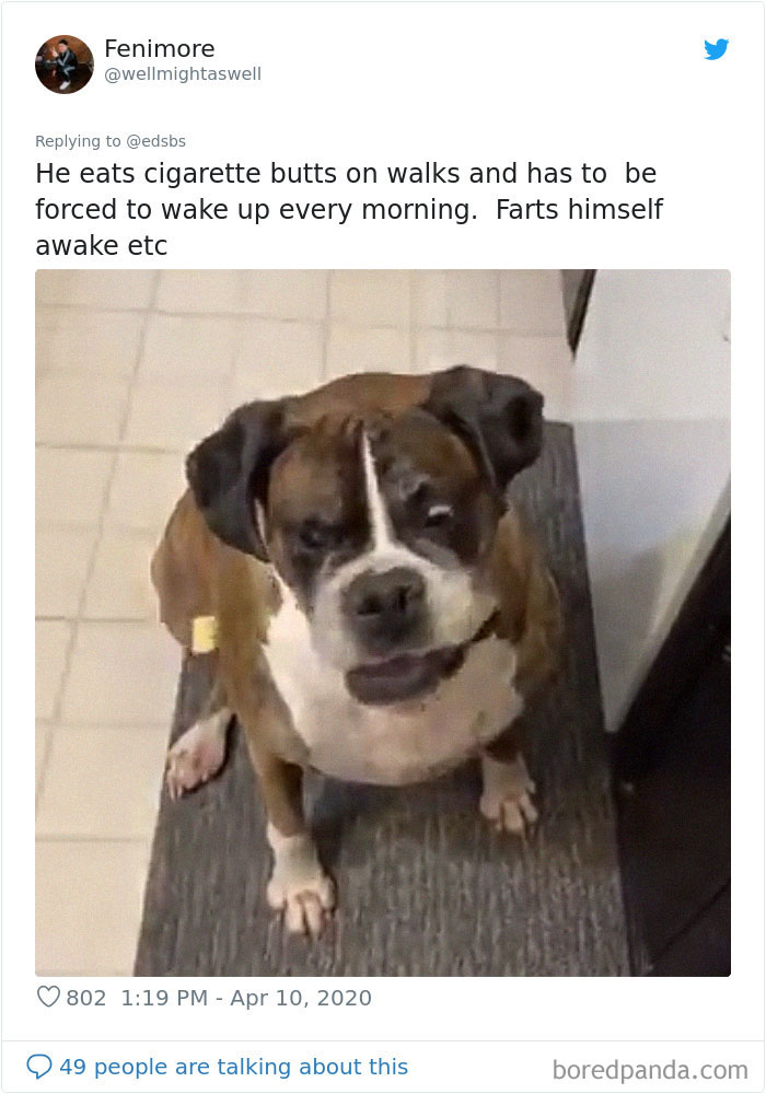 Dumbest-Dogs-Funny-Fails