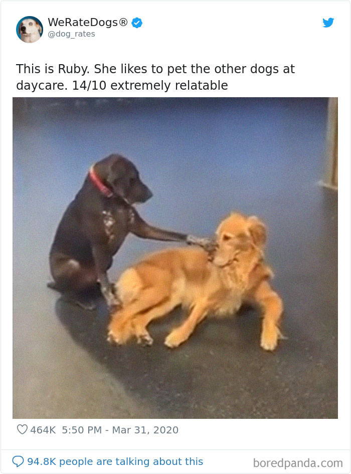 Adorable Dog Insists On Petting Other Dogs At Daycare, And The Confused Pups Just Accept It Adorable Dog Insists On Petting Other Dogs At Daycare, And The Confused Pups Just Accept It