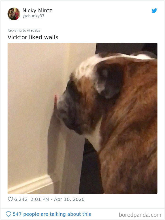 Dumbest-Dogs-Funny-Fails