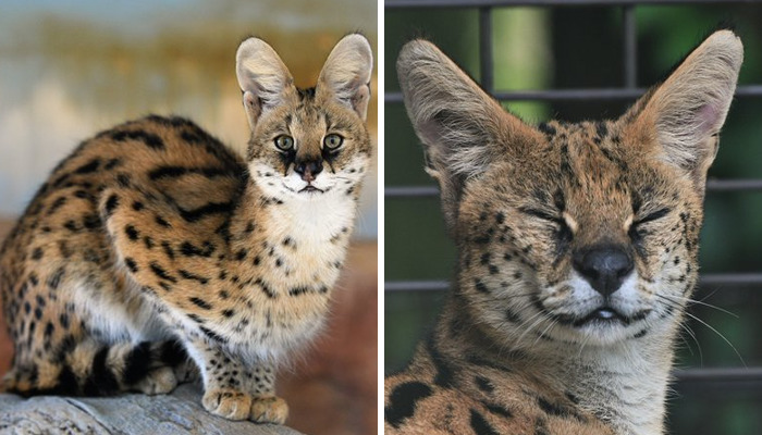 These 20 Animals Show How Exactly We Look Without Contact Lenses