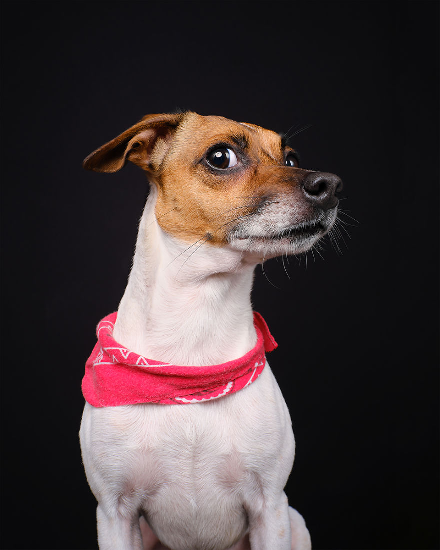 Chet Baker, The Danish Swedish Farm Dog