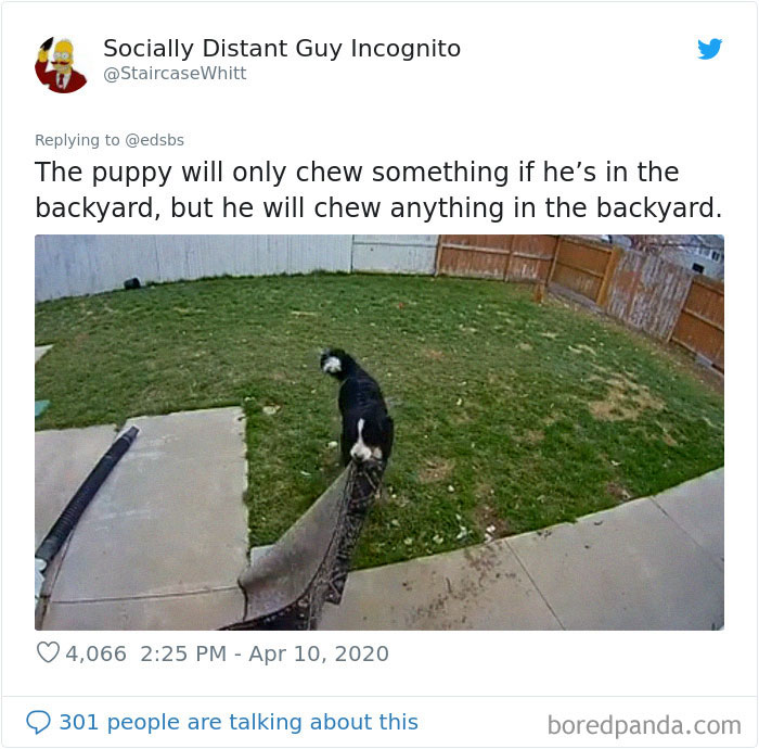 Dumbest-Dogs-Funny-Fails