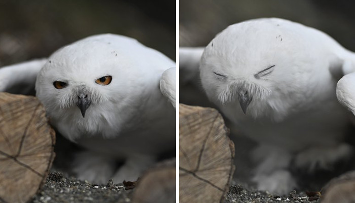 These 20 Animals Show How Exactly We Look Without Contact Lenses