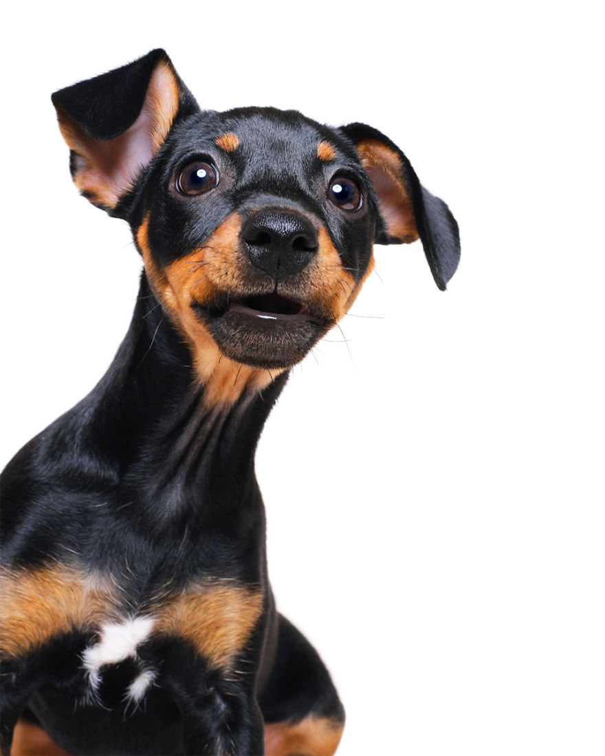 Mila, The Miniature Pinscher