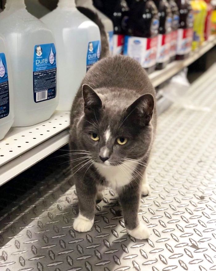 Convenience-Store-Cats