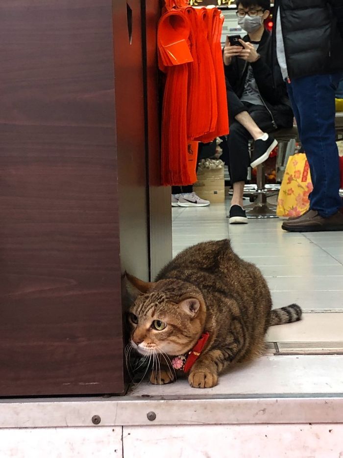 Convenience-Store-Cats