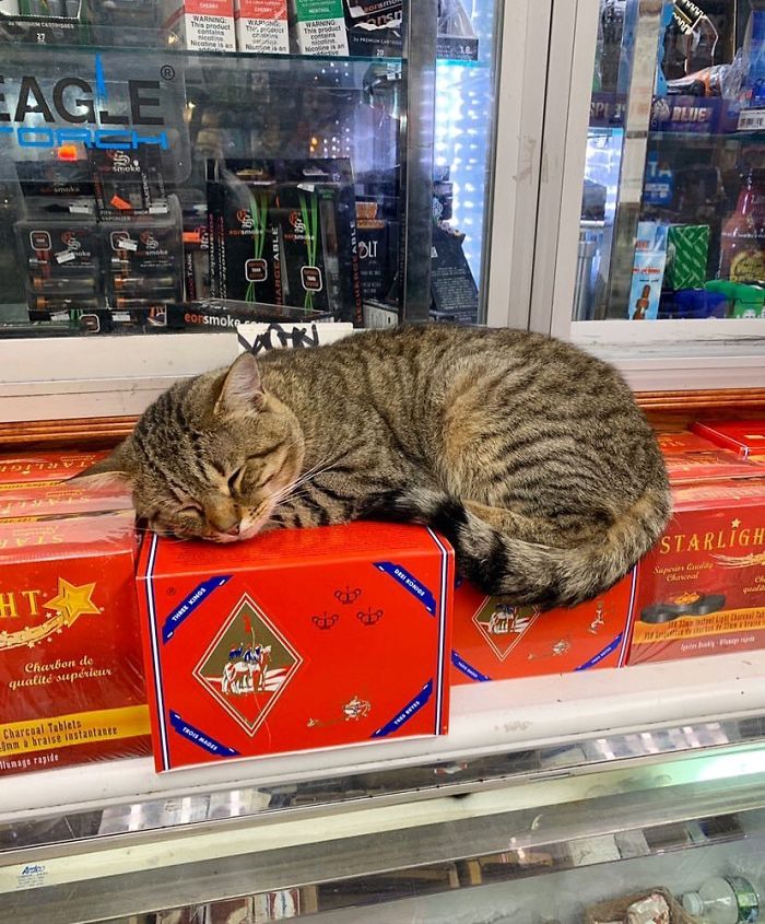 Convenience-Store-Cats