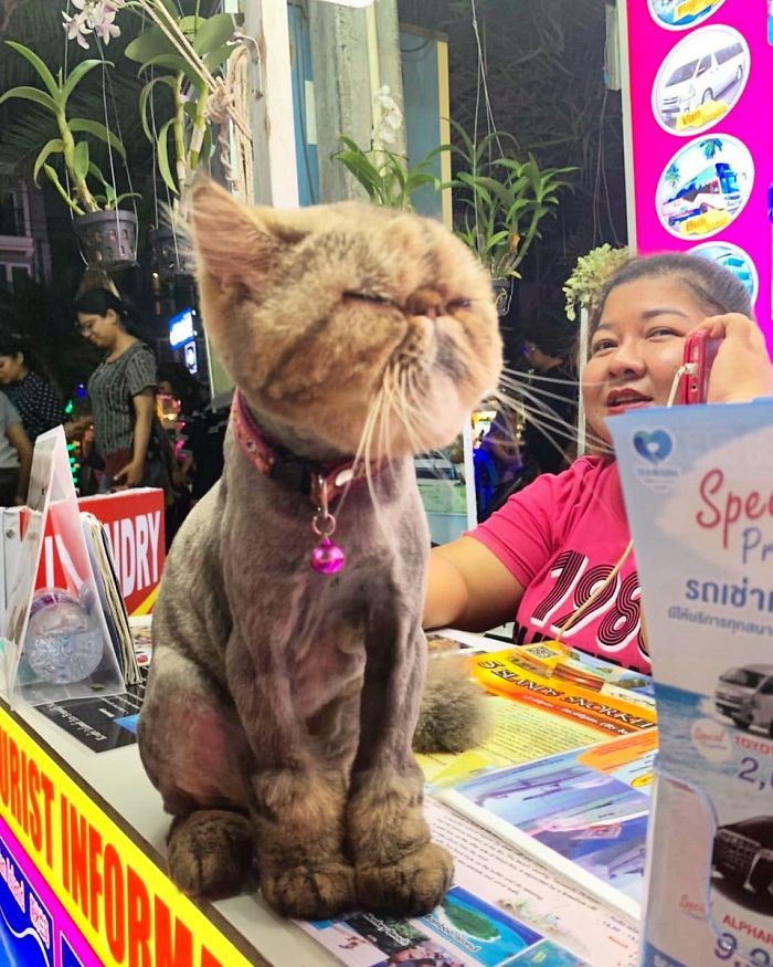 Convenience-Store-Cats