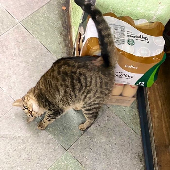 Convenience-Store-Cats