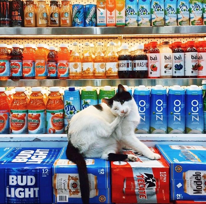 Convenience-Store-Cats