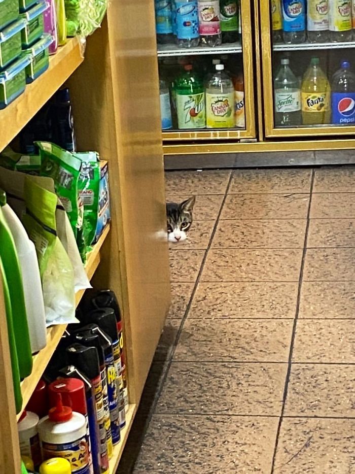 Convenience-Store-Cats