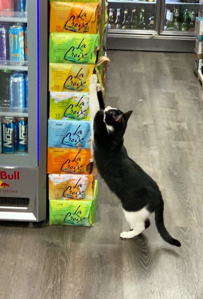 Convenience-Store-Cats