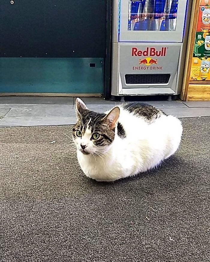Convenience-Store-Cats