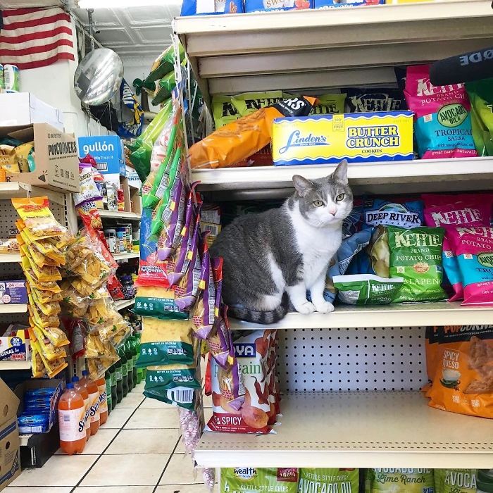 Convenience-Store-Cats