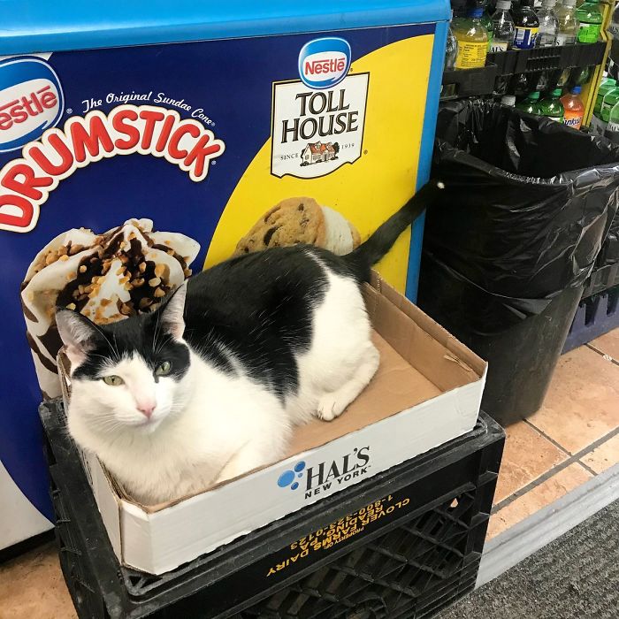 Convenience-Store-Cats