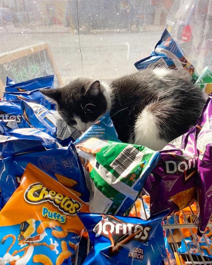 Convenience-Store-Cats