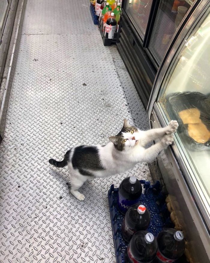 Convenience-Store-Cats