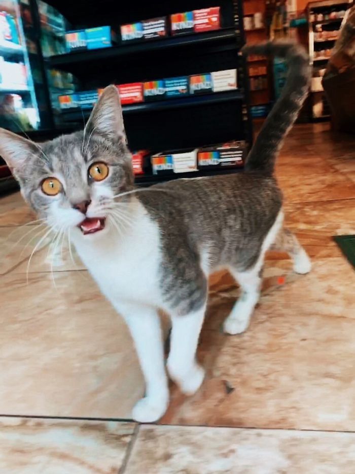 Convenience-Store-Cats