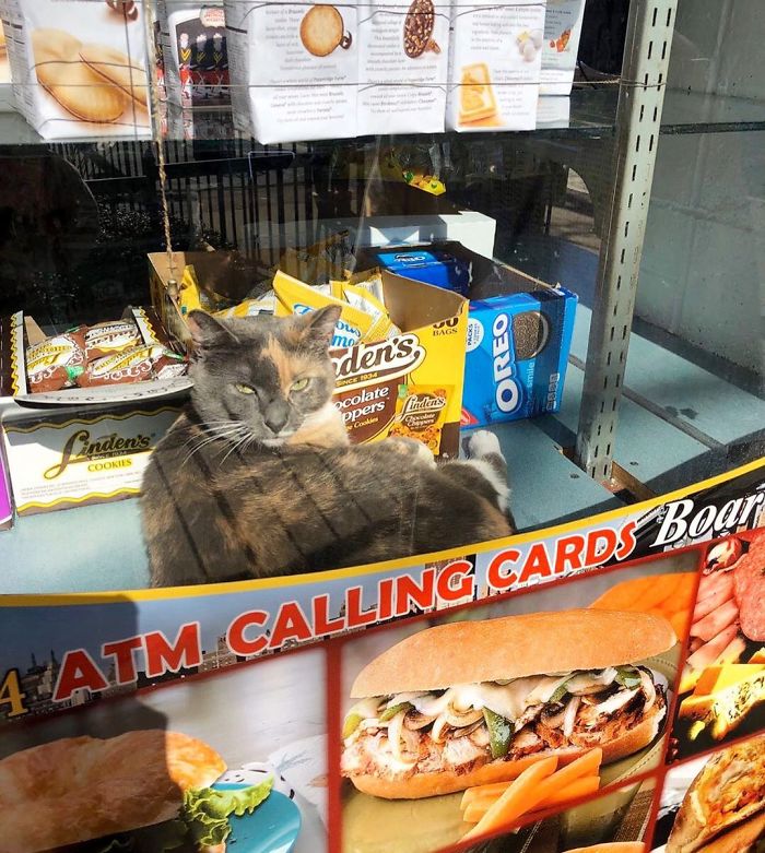 Convenience-Store-Cats