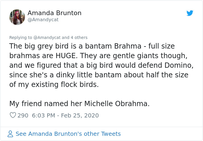 Woman Shares How She Realized Her Two Hens Were In A Lesbian Relationship In An Entertaining Thread Woman Shares How She Realized Her Two Hens Were In A Lesbian Relationship In An Entertaining Thread
