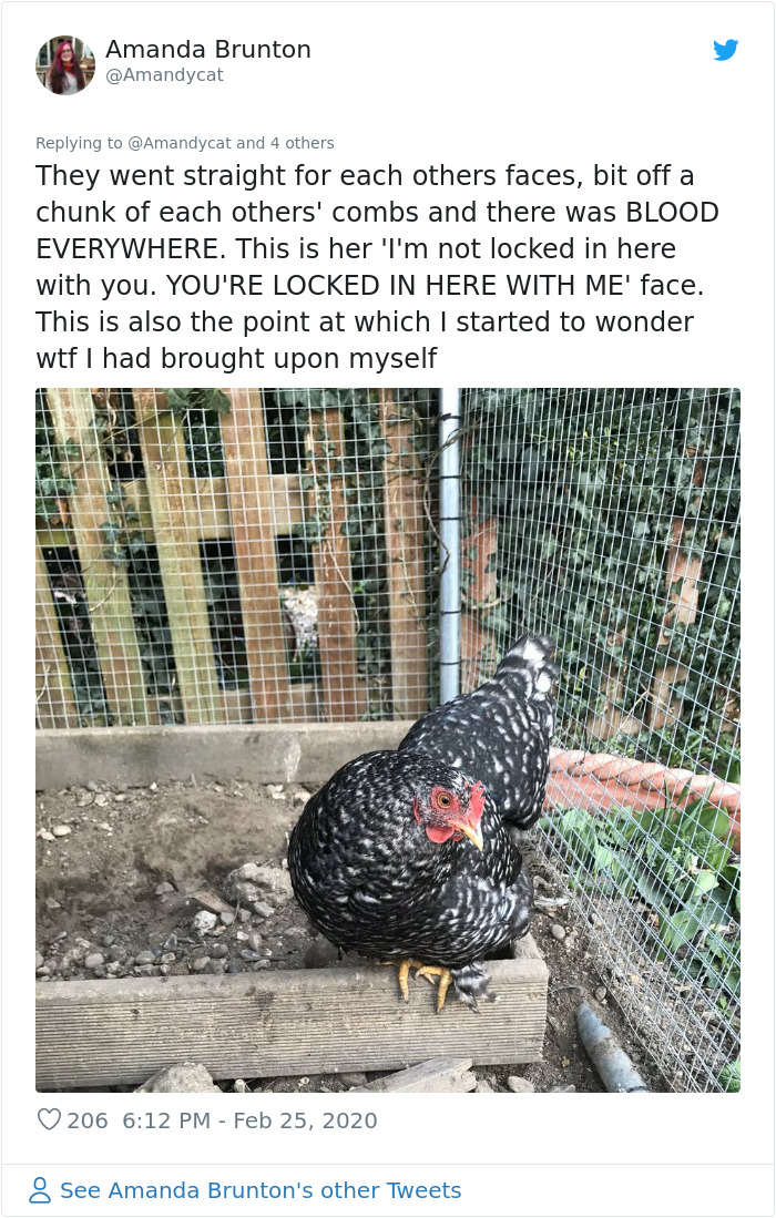 Woman Shares How She Realized Her Two Hens Were In A Lesbian Relationship In An Entertaining Thread