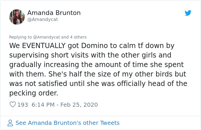 Woman Shares How She Realized Her Two Hens Were In A Lesbian Relationship In An Entertaining Thread