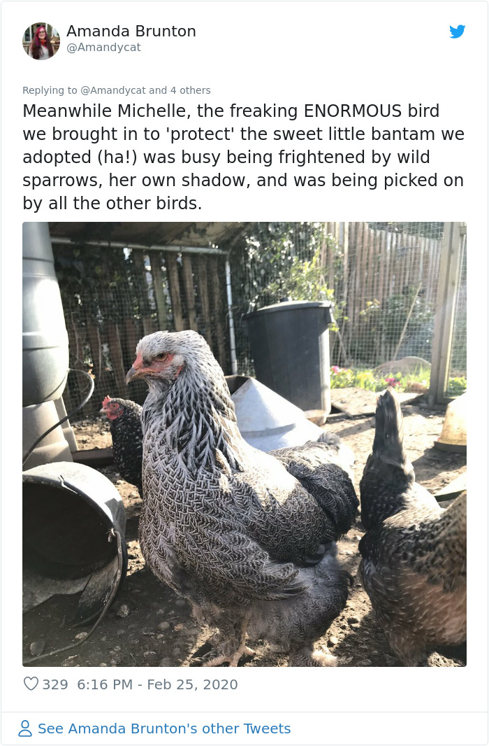 Woman Shares How She Realized Her Two Hens Were In A Lesbian Relationship In An Entertaining Thread Woman Shares How She Realized Her Two Hens Were In A Lesbian Relationship In An Entertaining Thread