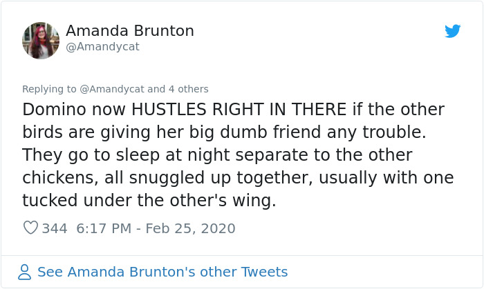 Woman Shares How She Realized Her Two Hens Were In A Lesbian Relationship In An Entertaining Thread Woman Shares How She Realized Her Two Hens Were In A Lesbian Relationship In An Entertaining Thread