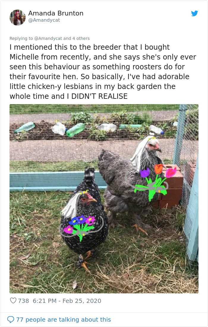 Woman Shares How She Realized Her Two Hens Were In A Lesbian Relationship In An Entertaining Thread