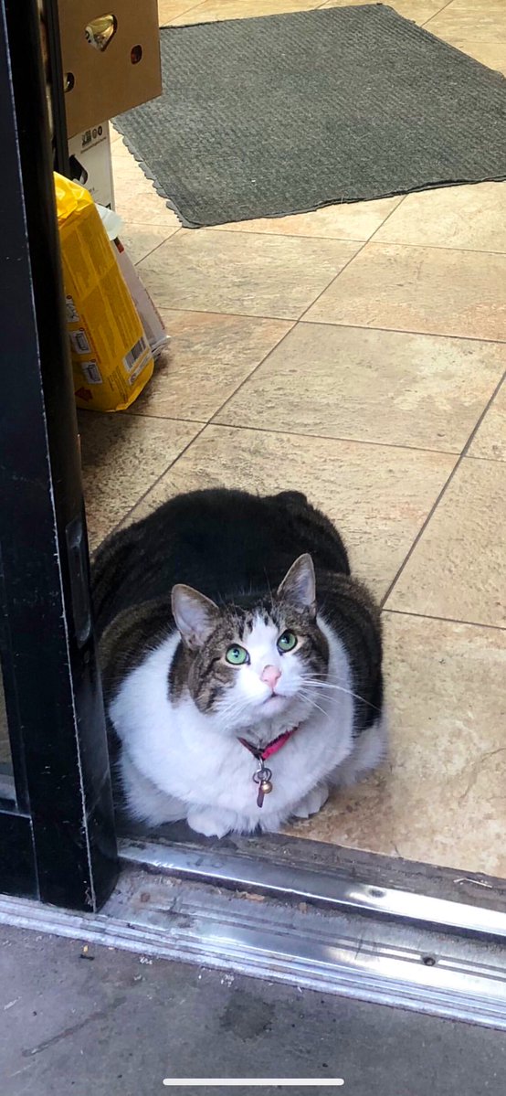 Convenience-Store-Cats