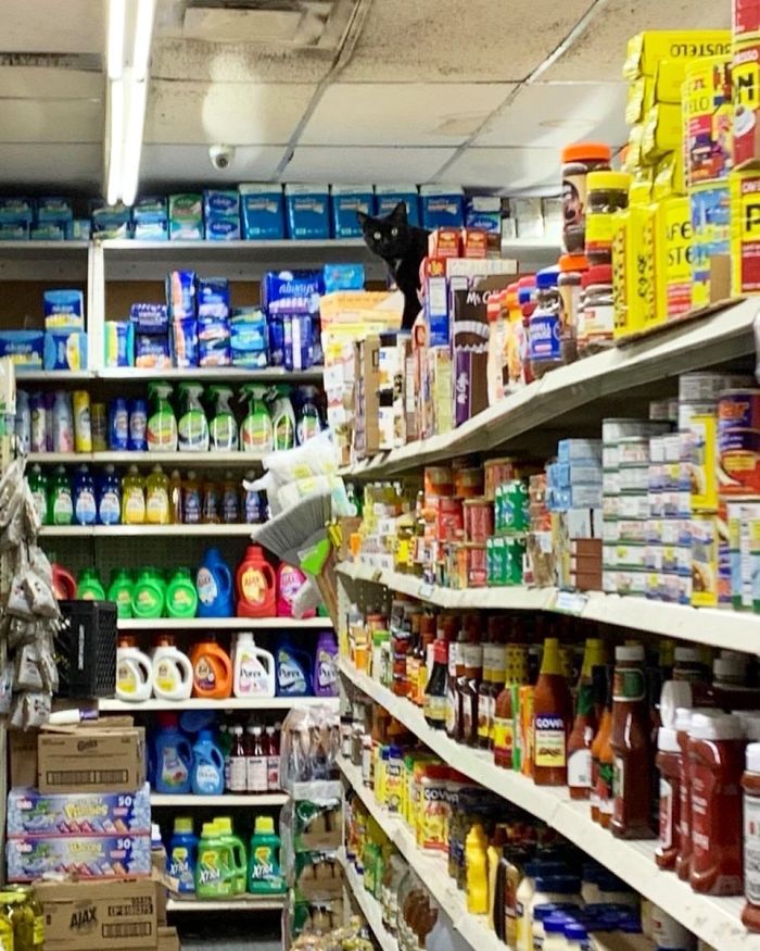 Convenience-Store-Cats