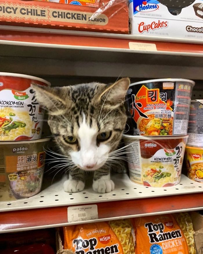 Convenience-Store-Cats