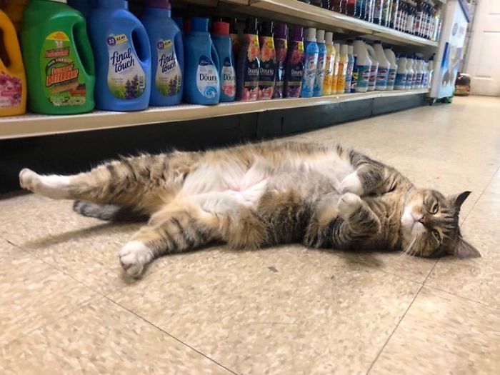 Convenience-Store-Cats