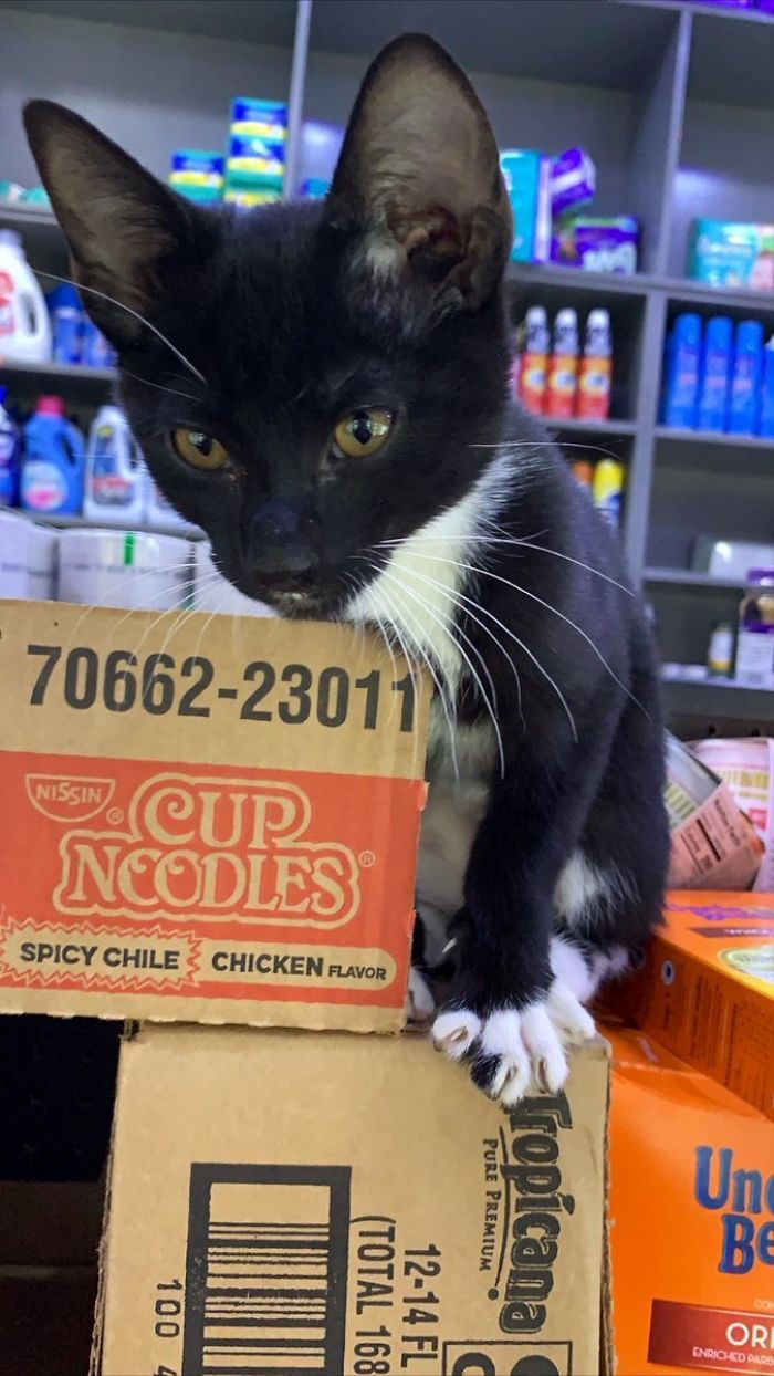 Convenience-Store-Cats