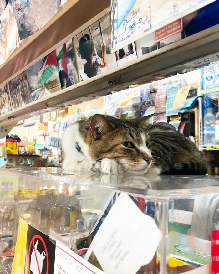Convenience-Store-Cats