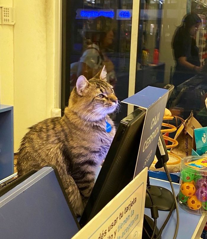 Convenience-Store-Cats