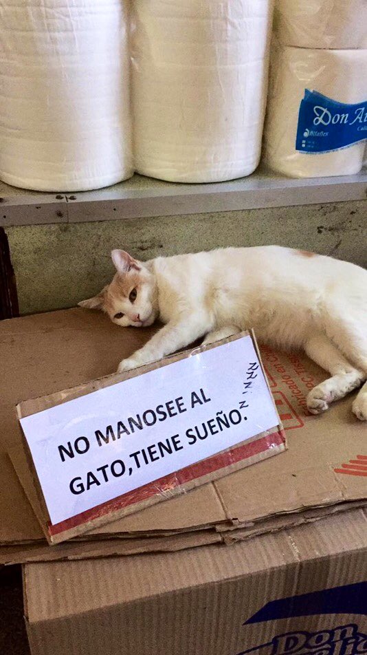 Convenience-Store-Cats